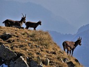 Rif. Benigni con Cima Piazzotti-ValPianella-15ott21  - FOTOGALLERY